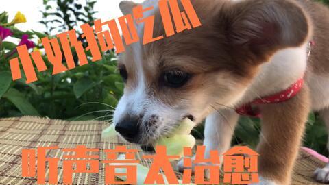 娱乐圈吃瓜小狗是谁啊,揭秘神秘“吃瓜群众”身份 第1张 娱乐圈吃瓜小狗是谁啊,揭秘神秘“吃瓜群众”身份 第1张