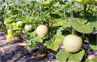 网红瓜纹怎么吃,解锁夏日清新口感新境界  第1张